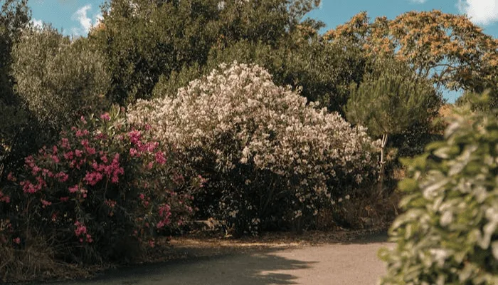 Phulara ridge trek package from Dehradun