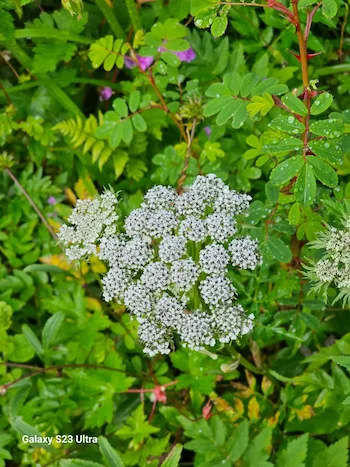 Close-up of delicate white flowers blooming amidst green foliage in the Valley of Flowers.