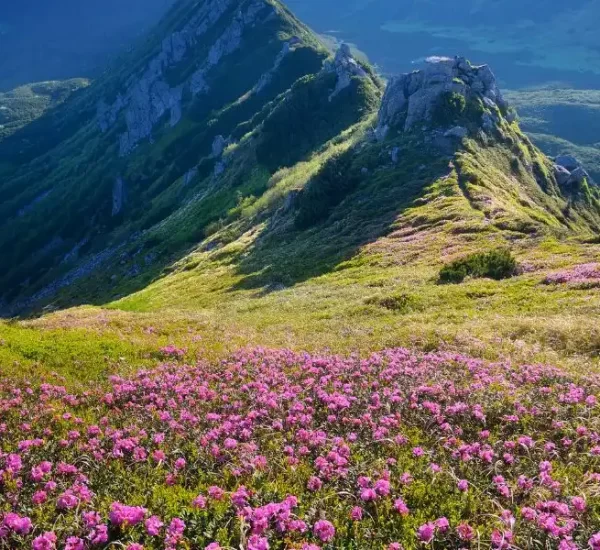 valley of flower